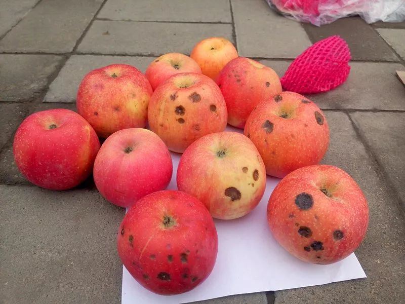 食品中的真菌毒素要怎么檢測