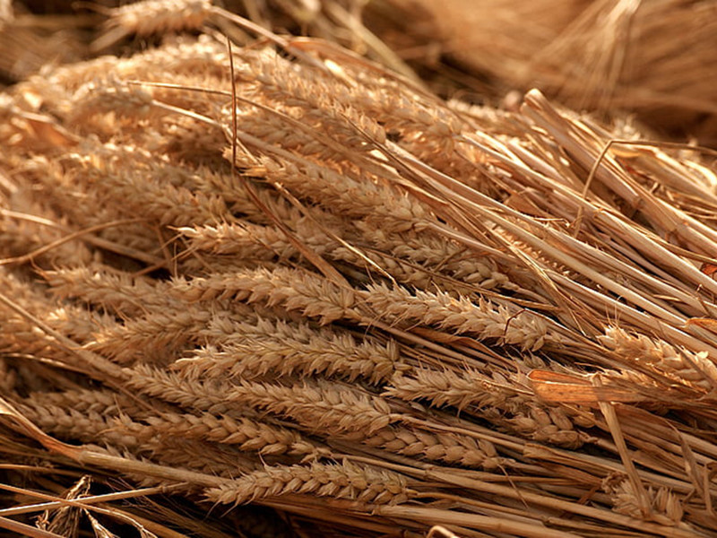 真菌毒素快速檢測(cè)儀可實(shí)現(xiàn)快速定量檢測(cè)