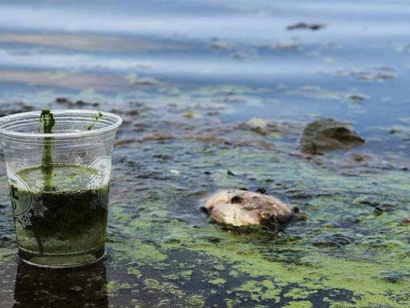 水質(zhì)生物毒性檢測儀可以測定工業(yè)排放污水嗎