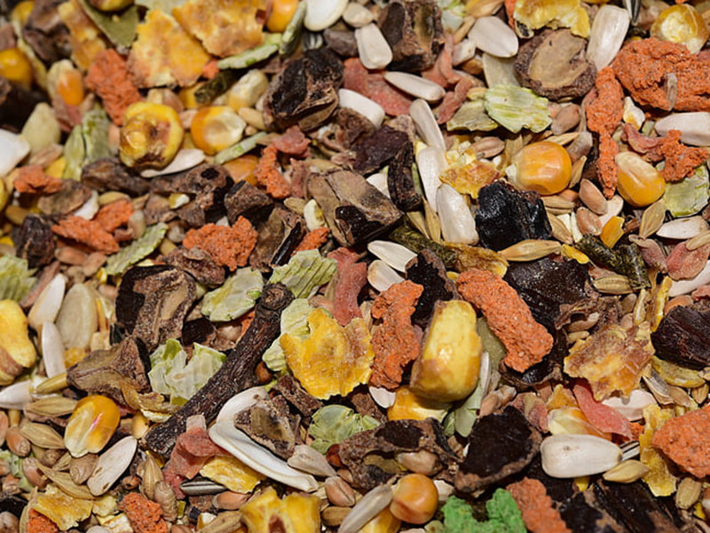 真菌毒素對人和動物有哪些危害？