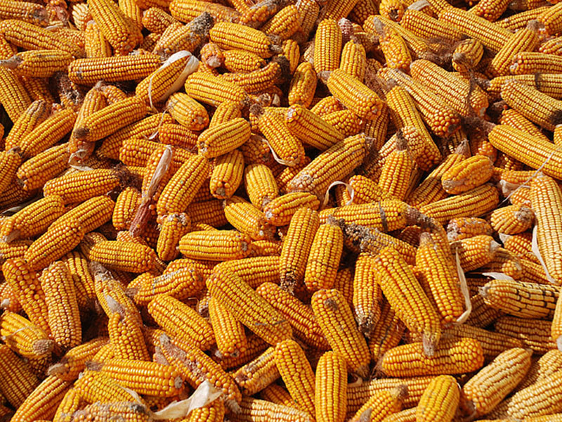 怎么判斷玉米有沒有黃曲霉毒素