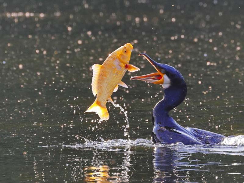 水產(chǎn)養(yǎng)殖常規(guī)水質(zhì)指標的作用(水產(chǎn)養(yǎng)殖常規(guī)水質(zhì)指標的標準)