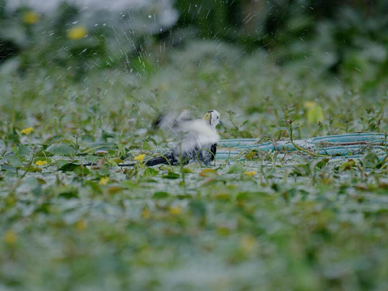 總氮水質(zhì)在線自動監(jiān)測儀原理（總氮水質(zhì)在線自動監(jiān)測儀特點）