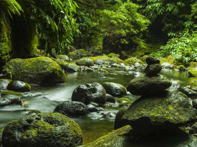 地表水葉綠素a測(cè)定儀原理(葉綠素a測(cè)定儀使用方法)