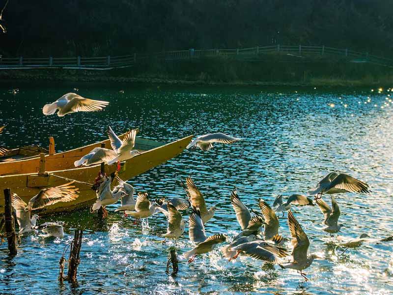 磷酸鹽在水產(chǎn)養(yǎng)殖中的作用（水產(chǎn)養(yǎng)殖磷酸鹽理想濃度與影響）