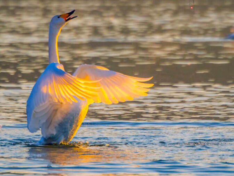 生物毒性測定儀測定原理
