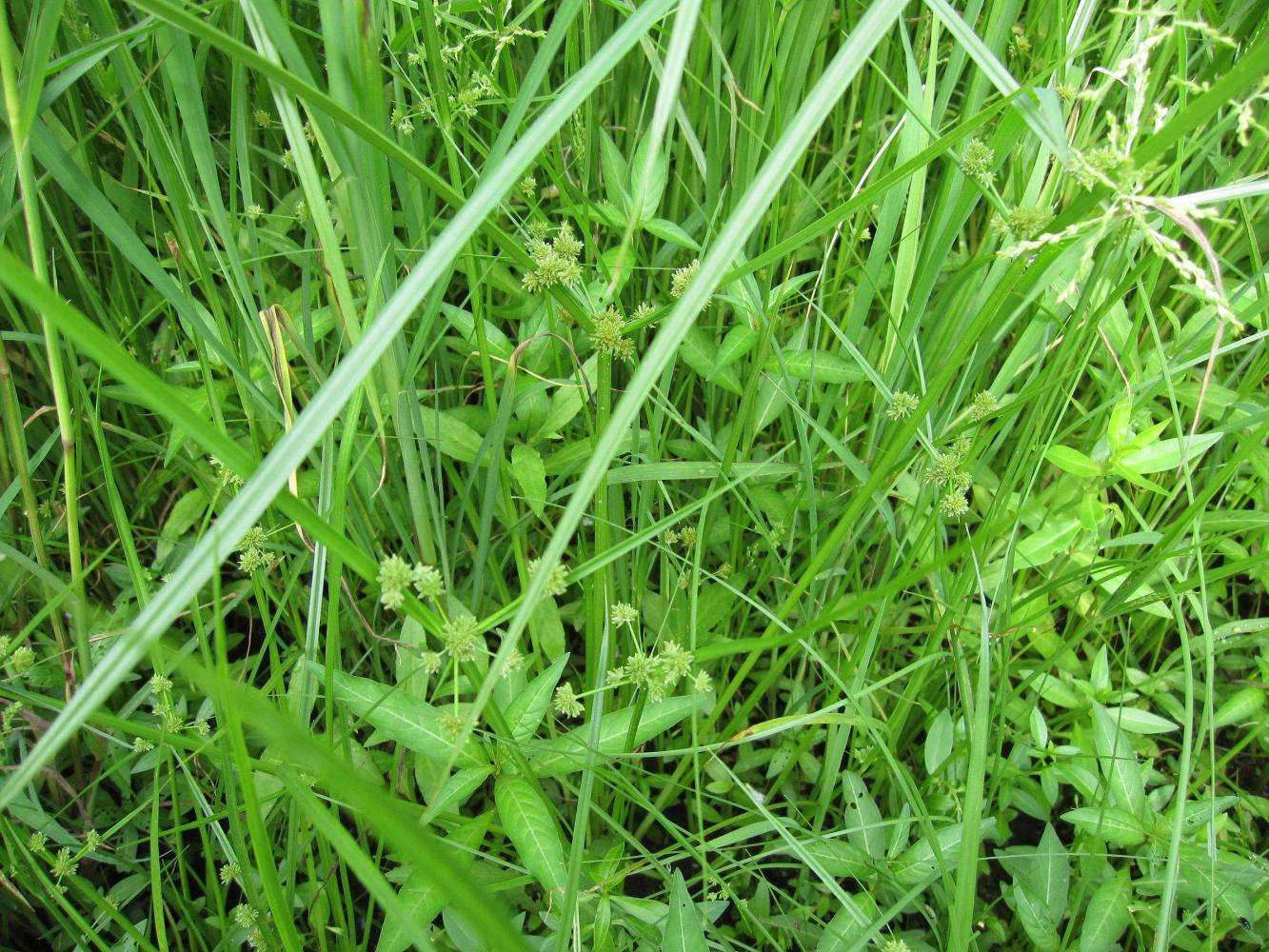 壤水分和養(yǎng)分含量