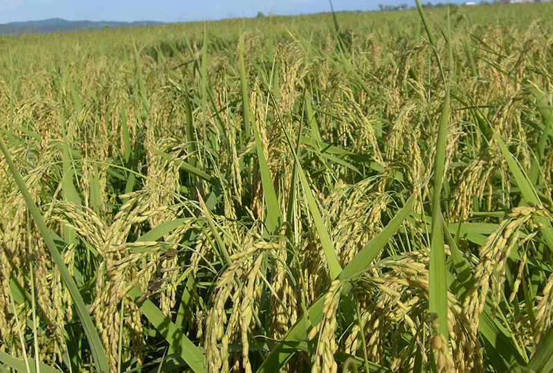 土壤養(yǎng)分測試儀