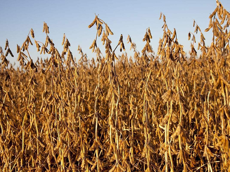 光合作用測(cè)試儀