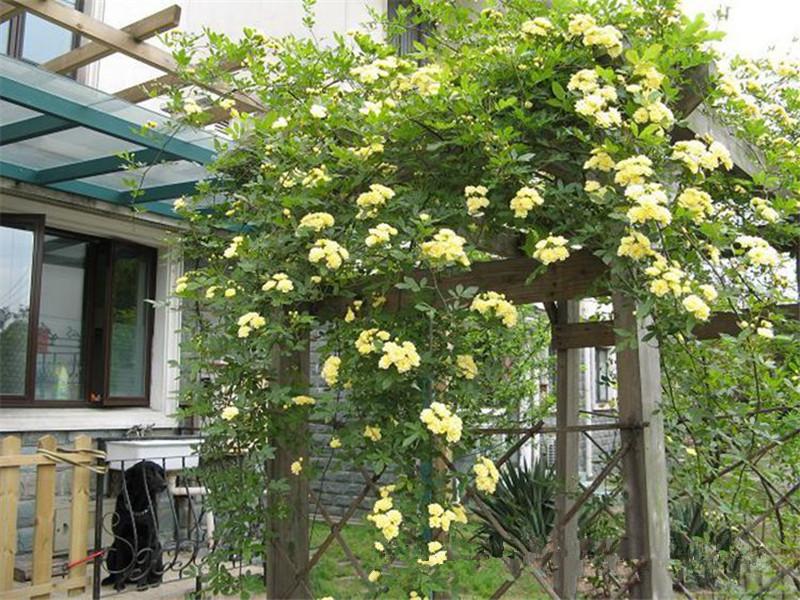 夏季在院子里種這種花，不僅好看還能驅(qū)蚊